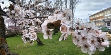La primavera se deja sentir en Los Jardines de Peñaranda pero a partir de mañana vuelven las heladas y desciende el termómetro