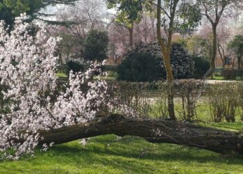El parque de Los Jardines en Peñaranda sufre los efectos de las fuertes rachas de viento y se pide precaución a los viandantes