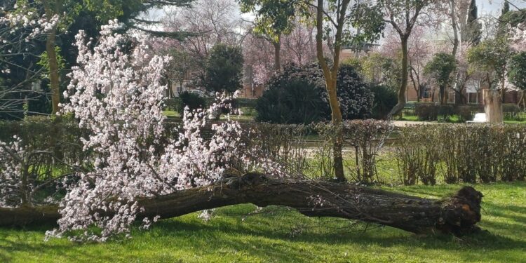 El parque de Los Jardines en Peñaranda sufre los efectos de las fuertes rachas de viento y se pide precaución a los viandantes