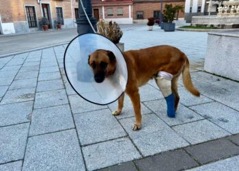 «Koke», el perro que sufrió una brutal paliza en el asalto a su casa, avanza favorablemente en la recuperación de sus lesiones