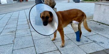 «Koke», el perro que sufrió una brutal paliza en el asalto a su casa, avanza favorablemente en la recuperación de sus lesiones