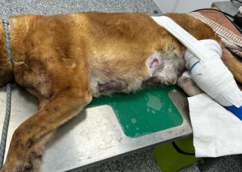 Un conocido delincuente de la comarca entra en una vivienda de Flores de Ávila y propina una brutal paliza al perro de la familia