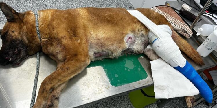 Un conocido delincuente de la comarca entra en una vivienda de Flores de Ávila y propina una brutal paliza al perro de la familia