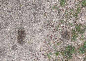 Alerta por la presencia de oruga procesionaria en el parque El Inestal de Peñaranda, muy peligrosa para humanos y perros