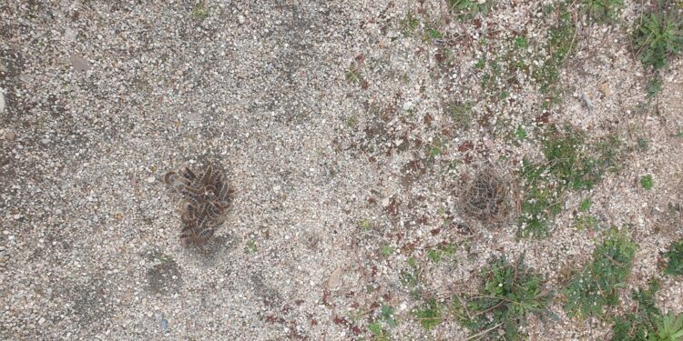 Alerta por la presencia de oruga procesionaria en el parque El Inestal de Peñaranda, muy peligrosa para humanos y perros