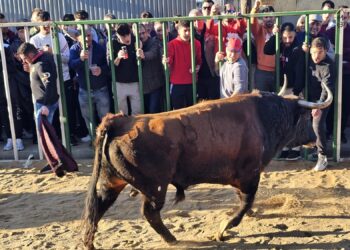 Multitudinario Toro de San Blas en Babilafuente con «Aseado» y «Gañanito» llevando la emoción a los aficionados y espectadores