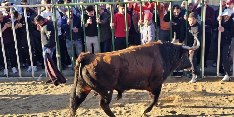 Multitudinario Toro de San Blas en Babilafuente con «Aseado» y «Gañanito» llevando la emoción a los aficionados y espectadores