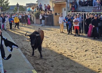 Multitudinario Toro de San Blas en Babilafuente con «Aseado» y «Gañanito» llevando la emoción a los aficionados y espectadores