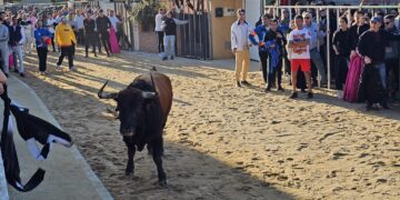 Multitudinario Toro de San Blas en Babilafuente con «Aseado» y «Gañanito» llevando la emoción a los aficionados y espectadores