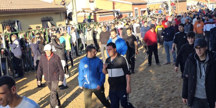 Multitudinario Toro de San Blas en Babilafuente con «Aseado» y «Gañanito» llevando la emoción a los aficionados y espectadores