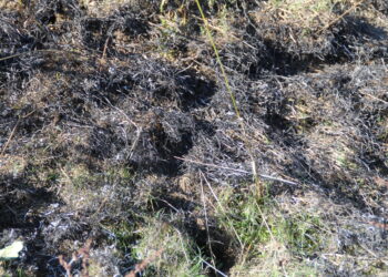 UPA Salamanca vaticina una plaga de topillos en la provincia y reclama a la Junta medidas preventivas para el control del roedor