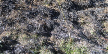 UPA Salamanca vaticina una plaga de topillos en la provincia y reclama a la Junta medidas preventivas para el control del roedor