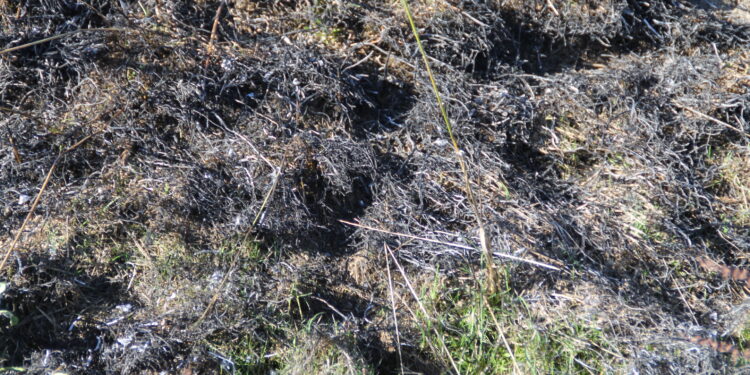 UPA Salamanca vaticina una plaga de topillos en la provincia y reclama a la Junta medidas preventivas para el control del roedor