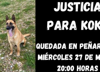 Organizan una quedada en Peñaranda para reclamar justicia para Koke, el perro que ha muerto por la paliza de un delincuente
