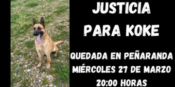 Organizan una quedada en Peñaranda para reclamar justicia para Koke, el perro que ha muerto por la paliza de un delincuente