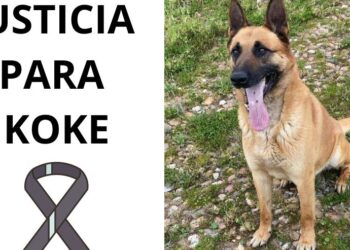 Fallece Koke el perro que sufrió la brutal paliza de un delincuente al defender su vivienda en la localidad de Flores de Ávila