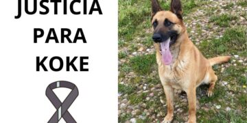 Fallece Koke el perro que sufrió la brutal paliza de un delincuente al defender su vivienda en la localidad de Flores de Ávila