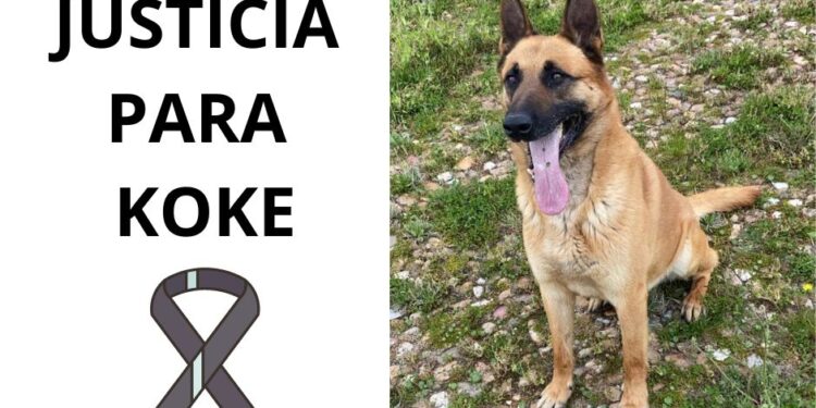 Fallece Koke el perro que sufrió la brutal paliza de un delincuente al defender su vivienda en la localidad de Flores de Ávila