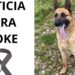 Fallece Koke el perro que sufrió la brutal paliza de un delincuente al defender su vivienda en la localidad de Flores de Ávila