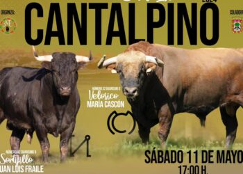 Velosico y Sortijillo protagonizarán el VII Toro de San Isidro en Cantalpino, uno de los actos más esperados de las fiestas chicas