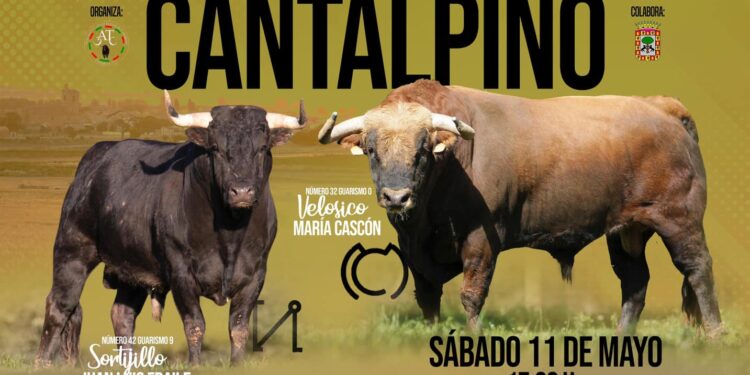 Velosico y Sortijillo protagonizarán el VII Toro de San Isidro en Cantalpino, uno de los actos más esperados de las fiestas chicas