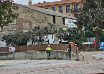 Peñaranda dice adiós a uno de los «cupressus arizónica» del parque La Huerta y surgen las primeras protestas vecinales