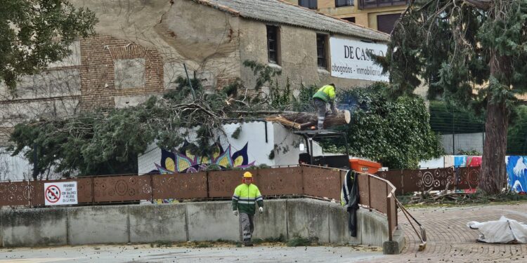 Peñaranda dice adiós a uno de los «cupressus arizónica» del parque La Huerta y surgen las primeras protestas vecinales