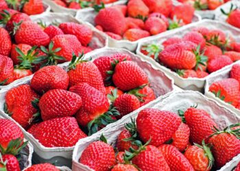 Alerta por las fresas de Marruecos: Asescon exige controles exhaustivos para todos los alimentos traídos de fuera de la UE