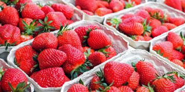 Alerta por las fresas de Marruecos: Asescon exige controles exhaustivos para todos los alimentos traídos de fuera de la UE