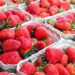 Alerta por las fresas de Marruecos: Asescon exige controles exhaustivos para todos los alimentos traídos de fuera de la UE