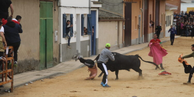 El segundo astado del festejo del Toro del Voto en Villoria deja un herido que está siendo atendido en la enfermería de la plaza