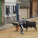El segundo astado del festejo del Toro del Voto en Villoria deja un herido que está siendo atendido en la enfermería de la plaza