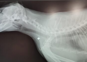 Nuevo caso de maltrato animal en Peñaranda: disparan balines contra un gato casero en el entorno de la calle Medina