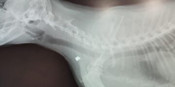 Nuevo caso de maltrato animal en Peñaranda: disparan balines contra un gato casero en el entorno de la calle Medina