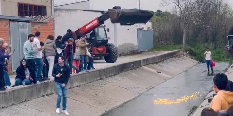 La asociación Gente de Alaraz retoma con éxito el concurso de patos de aguas en el arroyo que surca el casco urbano de la villa