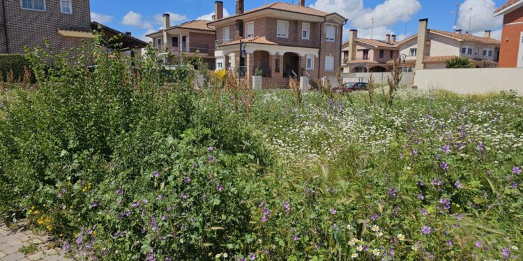 Semana de ultimátum en Peñaranda para la limpieza de solares y parcelas con casos sin resolver a un día de expirar el plazo