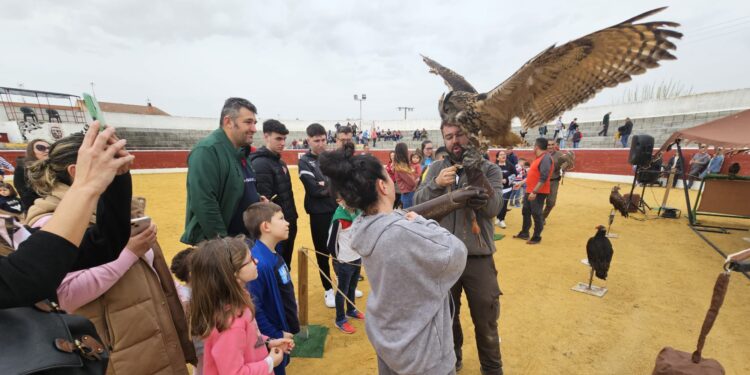 Las fiestas del Voto arrancan en Villoria con una espectacular exhibición de cetrería y con un animado encierro infantil