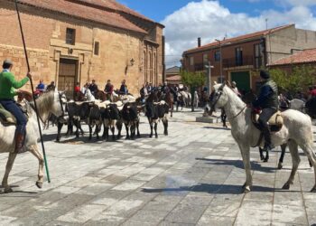 Curiosa estampa en Villoria con una bueyada frente a la iglesia de San Pedro y rodeada por varios cientos de espectadores