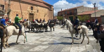 Curiosa estampa en Villoria con una bueyada frente a la iglesia de San Pedro y rodeada por varios cientos de espectadores