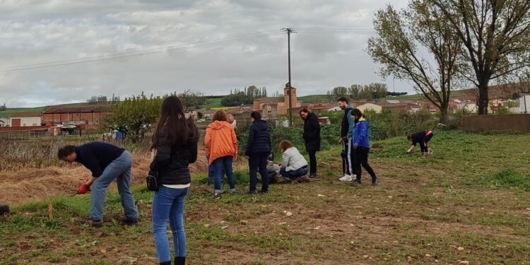 Villoruela pone en marcha su proyecto del «Paseo de la Memoria» con una plantación del mimbre que da fama a la localidad