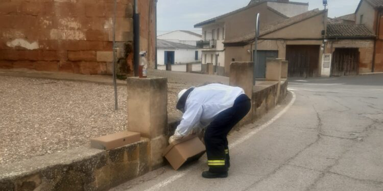 Bomberos de Peñaranda retiran finalmente el enjambre de abejas del muro perimetral de la iglesia parroquial de Villoruela