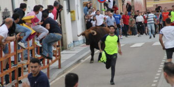 Sortijillo y Velosico protagonizan la VII edición del Toro de San Isidro en Cantalpino y llevan la emoción y el riesgo a sus calles