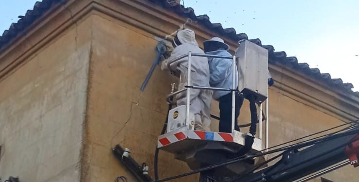 Los Bomberos de Peñaranda aplican ahora un efectivo método para retirar enjambres de abejas en localizaciones inaccesibles