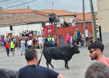 Sortijillo y Velosico protagonizan la VII edición del Toro de San Isidro en Cantalpino y llevan la emoción y el riesgo a sus calles