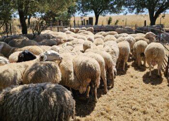 De Salto (Uruguay) al monte Araúzo para esquilar casi 2.000 ovejas: el duro trabajo de una cuadrilla a pie de campo