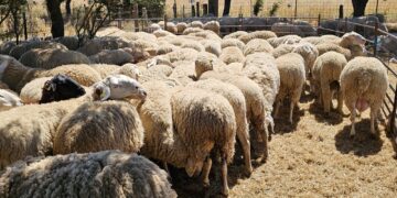 De Salto (Uruguay) al monte Araúzo para esquilar casi 2.000 ovejas: el duro trabajo de una cuadrilla a pie de campo