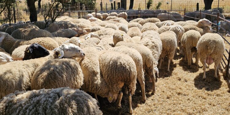 De Salto (Uruguay) al monte Araúzo para esquilar casi 2.000 ovejas: el duro trabajo de una cuadrilla a pie de campo