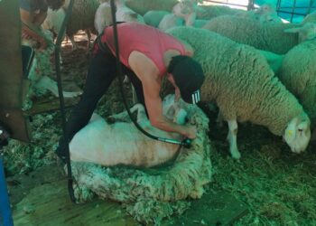 De Salto (Uruguay) al monte Araúzo para esquilar casi 2.000 ovejas: el duro trabajo de una cuadrilla a pie de campo