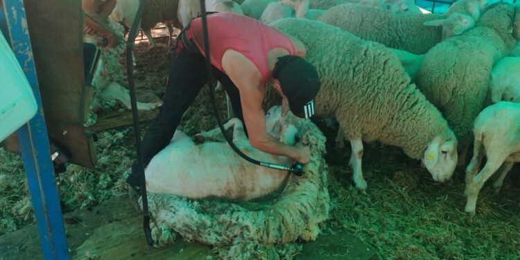 De Salto (Uruguay) al monte Araúzo para esquilar casi 2.000 ovejas: el duro trabajo de una cuadrilla a pie de campo