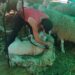 De Salto (Uruguay) al monte Araúzo para esquilar casi 2.000 ovejas: el duro trabajo de una cuadrilla a pie de campo
